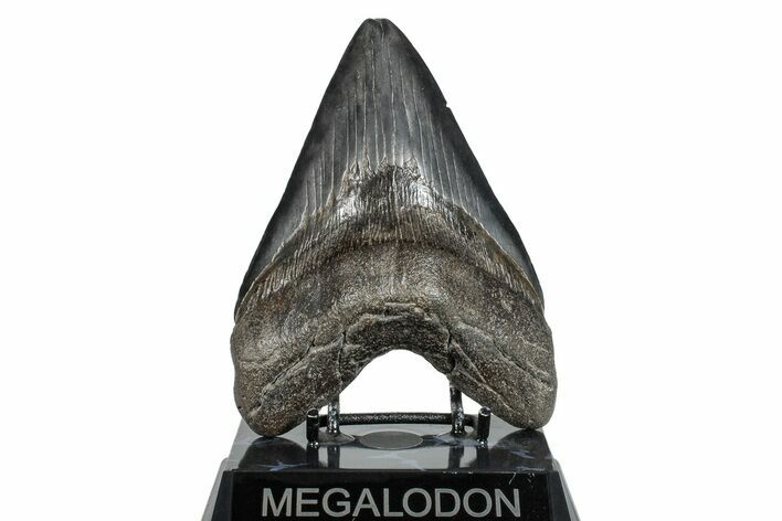 Fossil Megalodon Tooth - South Carolina #275813
